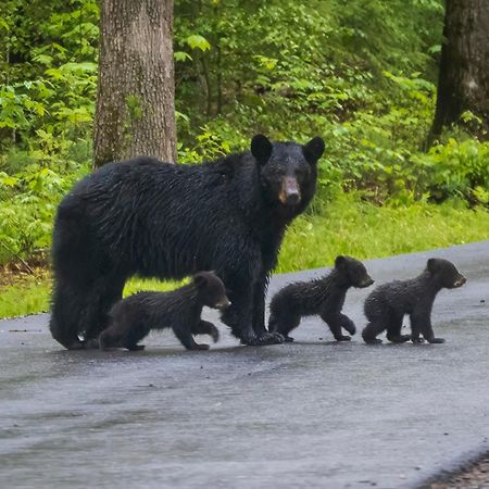 Her Majesty'S Way, Awesome Mtn Views, 1089 Free Tickets Each Paid Day, Dollywood And More Гатлинбург Экстерьер фото
